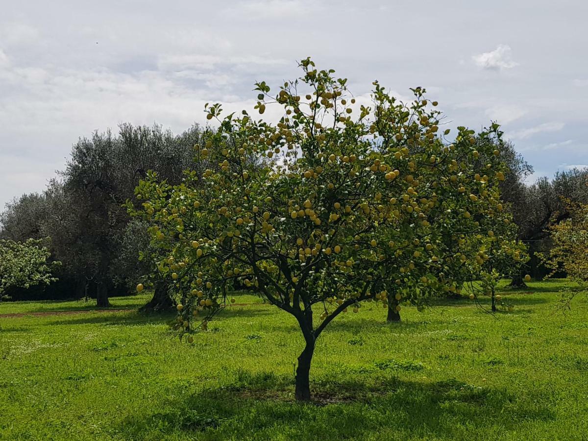 Masseria Pisciani Torchiarolo ภายนอก รูปภาพ